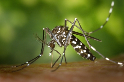 Dengue e COVID-19: será que o consumo de álcool pode influenciar de alguma forma essas doenças?
