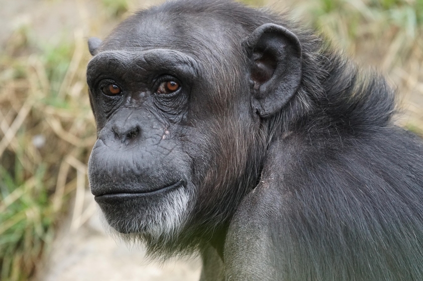 A ingestão de álcool por chimpanzés selvagens e a evolução do hábito humano